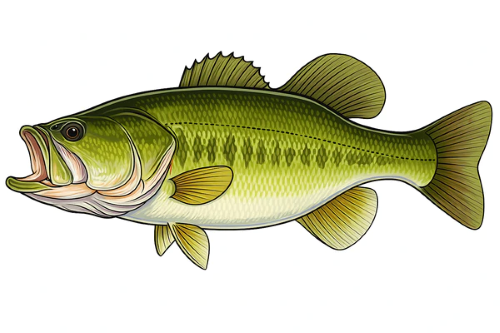 A picture of a bass