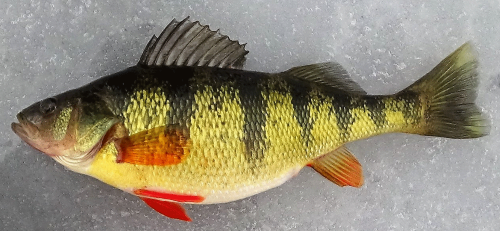 A picture of a perch
