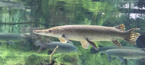 A picture of a pike