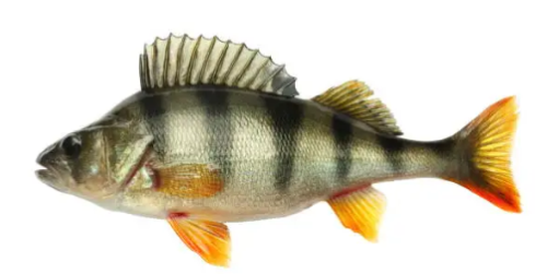A picture of a perch