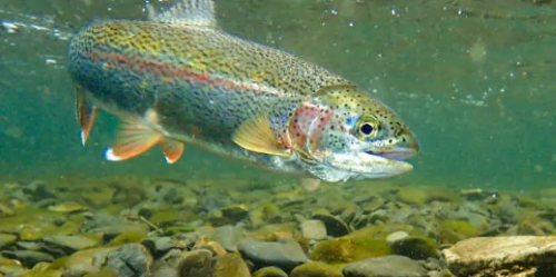 A picture of a trout