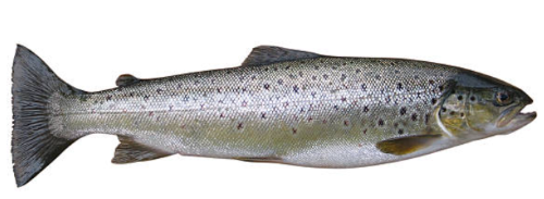 A picture of a trout