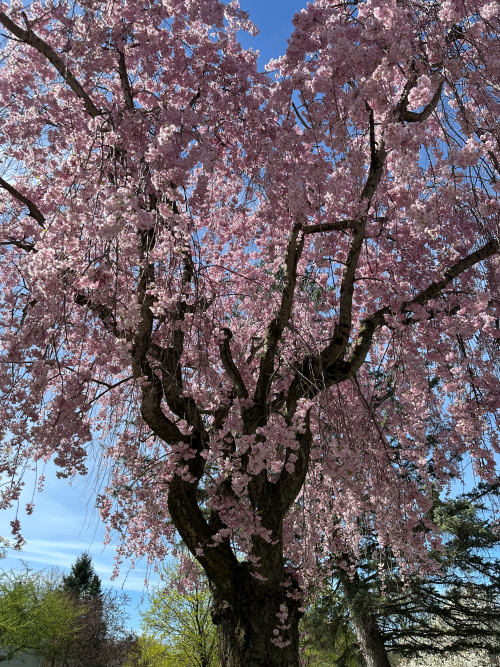 A picture of a cherry blossom tree