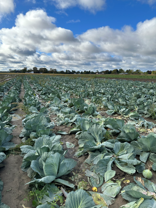 A picture of a sunny day in a cabbage field