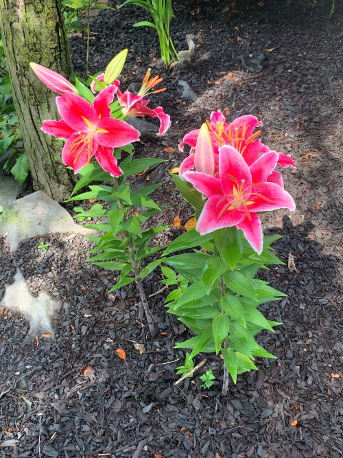 A picture of flowers